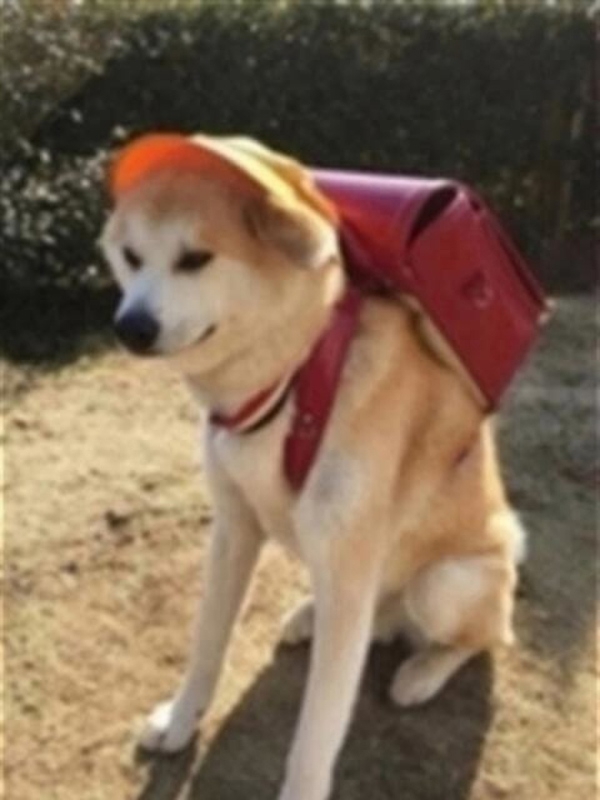 しばいぬの画像